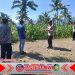 Polresta Banyuwangi Tinjau Pertumbuhan Jagung di Glenmore, Dukung Ketahanan Pangan