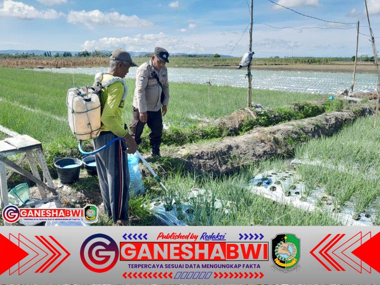 Polresta Banyuwangi Dukung Ketahanan Pangan, Bhabinkamtibmas Dampingi Petani Bawang Merah Polresta Banyuwangi Dukung Ketahanan Pangan, Bhabinkamtibmas Dampingi Petani Bawang Merah