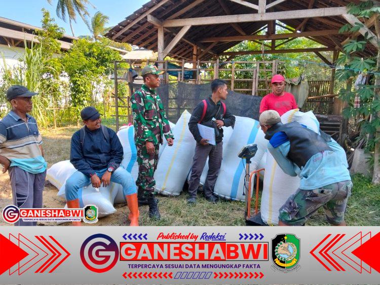 Babinsa Koramil Songgon Kawal Serapan 16 Ton Gabah di Enam Titik Lokasi