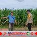 Bhabinkamtibmas Cluring Dampingi Petani Jagung, Dukung Swasembada Pangan Banyuwangi