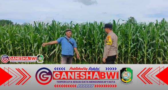 Bhabinkamtibmas Cluring Dampingi Petani Jagung, Dukung Swasembada Pangan Banyuwangi Bhabinkamtibmas Cluring Dampingi Petani Jagung, Dukung Swasembada Pangan Banyuwangi