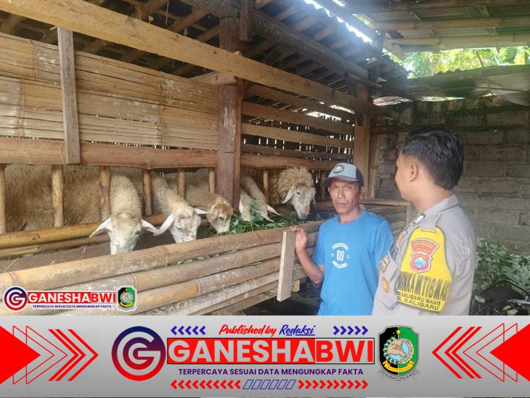 Bhabinkamtibmas Polsek Kalibaru Dukung Ketahanan Pangan Lewat Pembinaan Peternak Kambing Bhabinkamtibmas Polsek Kalibaru Dukung Ketahanan Pangan Lewat Pembinaan Peternak Kambing