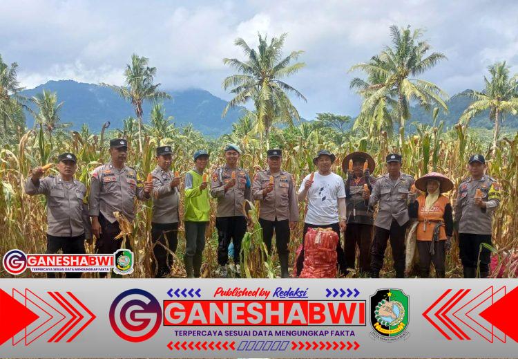 Polresta Banyuwangi Dorong Ketahanan Pangan, Bhabinkamtibmas Dampingi Panen Jagung di Glenmore