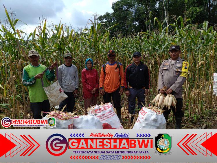 Panen Jagung Bersama Bhabinkamtibmas, Polresta Banyuwangi Dorong Kemandirian Pangan Daerah Panen Jagung Bersama Bhabinkamtibmas, Polresta Banyuwangi Dorong Kemandirian Pangan Daerah