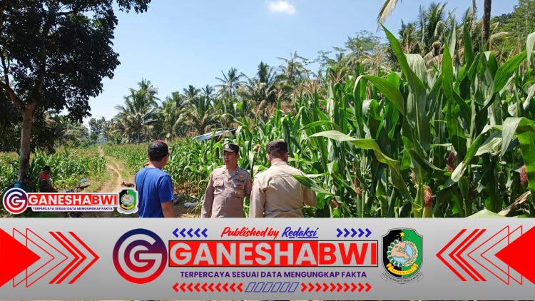 Dukung Ketahanan Pangan, Polresta Banyuwangi Dampingi Petani Jagung di Glenmore
