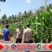 Dukung Ketahanan Pangan, Polresta Banyuwangi Dampingi Petani Jagung di Glenmore Dukung Ketahanan Pangan, Polresta Banyuwangi Dampingi Petani Jagung di Glenmore