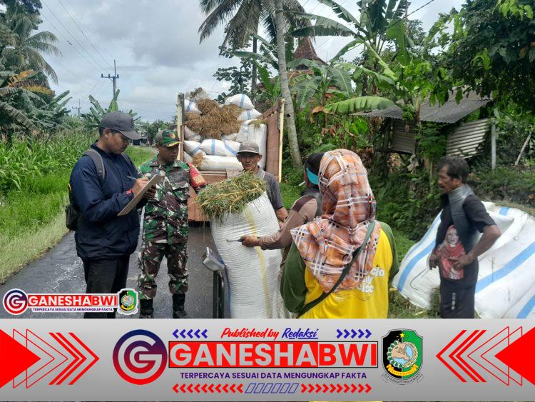 Babinsa Songgon Kawal Sergab, 14 Ton Gabah Petani Terserap dengan Harga Layak