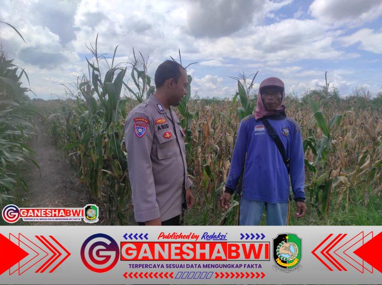 Polresta Banyuwangi Gandeng Petani Budidaya Jagung, Dukung Ketahanan Pangan Nasional Polresta Banyuwangi Gandeng Petani Budidaya Jagung, Dukung Ketahanan Pangan Nasional
