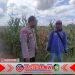 Polresta Banyuwangi Gandeng Petani Budidaya Jagung, Dukung Ketahanan Pangan Nasional Polresta Banyuwangi Gandeng Petani Budidaya Jagung, Dukung Ketahanan Pangan Nasional