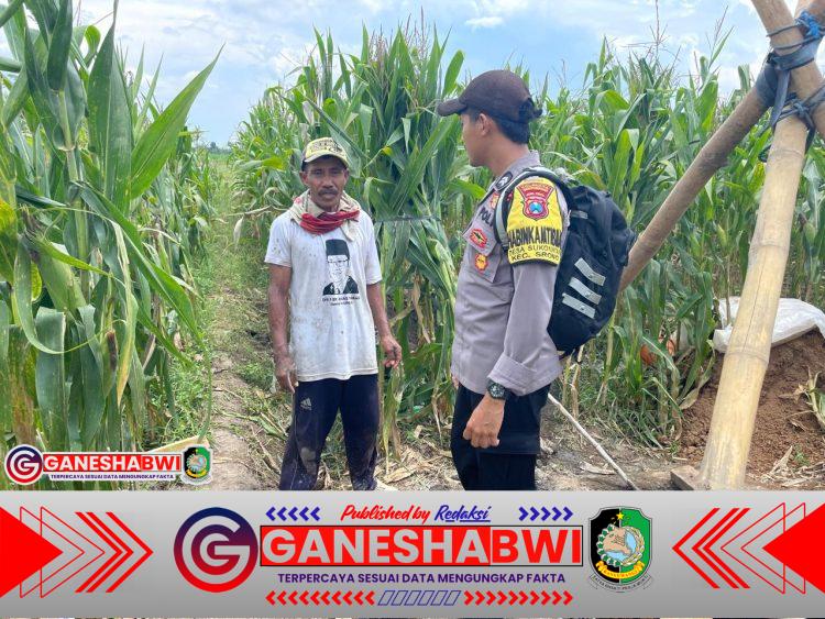 Bhabinkamtibmas Polresta Banyuwangi Dampingi Petani Jagung Dukung Swasembada Pangan Bhabinkamtibmas Polresta Banyuwangi Dampingi Petani Jagung Dukung Swasembada Pangan
