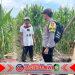 Bhabinkamtibmas Polresta Banyuwangi Dampingi Petani Jagung Dukung Swasembada Pangan Bhabinkamtibmas Polresta Banyuwangi Dampingi Petani Jagung Dukung Swasembada Pangan