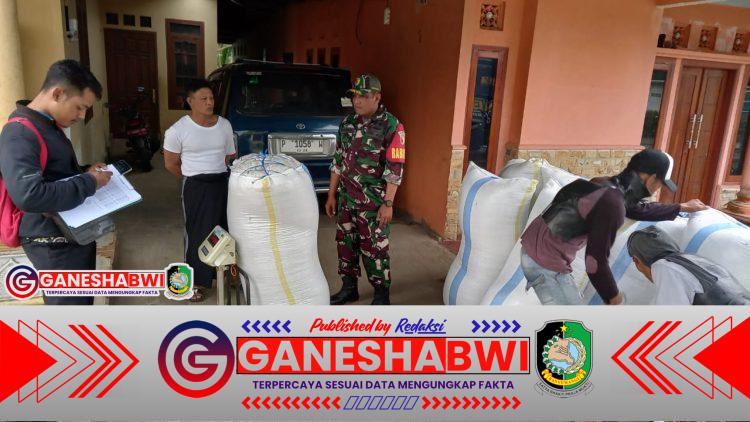 Koramil 0825/20 Songgon Kawal Bulog Serap 12,4 Ton Gabah di Tiga Desa