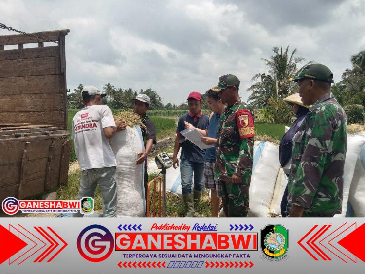 Babinsa Koramil Kabat Dampingi Bulog Serap Gabah 11,3 Ton di Empat Desa Babinsa Koramil Kabat Dampingi Bulog Serap Gabah 11,3 Ton di Empat Desa