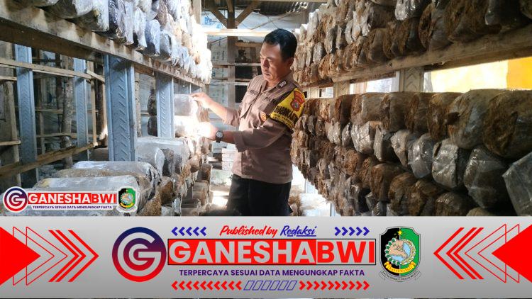 Bhabinkamtibmas Polresta Banyuwangi Dorong Ketahanan Pangan Lewat Budidaya Jamur Tiram
