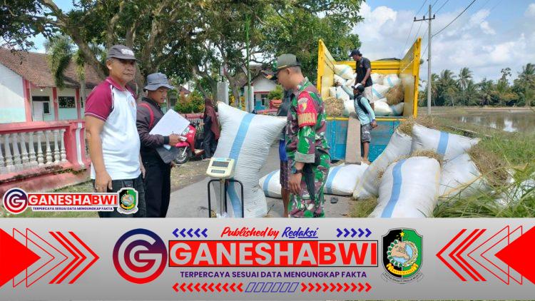 Babinsa Kawal Serapan Gabah Bulog di Kecamatan Songgon, 12 Ton Lebih Gabah Terserap