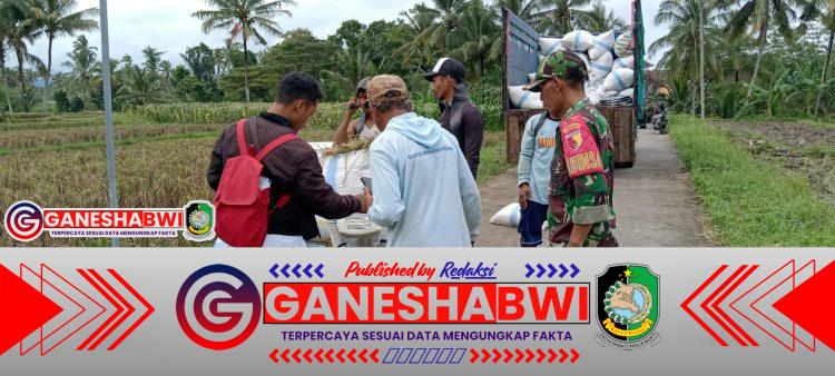 Babinsa Kawal Serapan Gabah Bulog di Songgon, 19 Ton Gabah Terserap Babinsa Kawal Serapan Gabah Bulog di Songgon, 19 Ton Gabah Terserap
