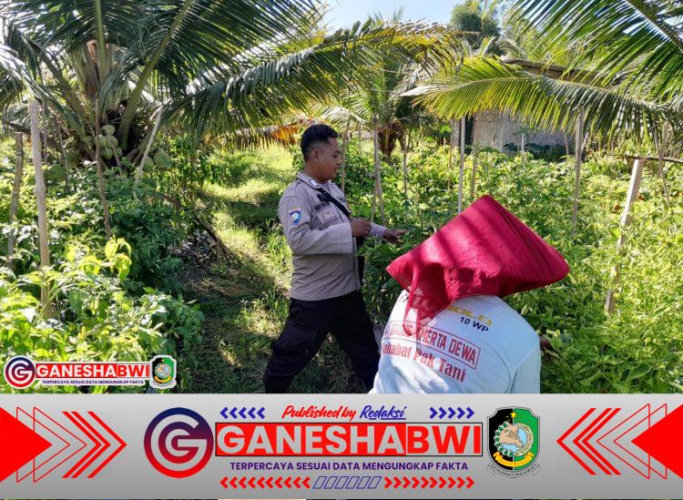 Polsek Tegaldlimo dan Warga Rawat Tanaman Cabai, Dukung Ketahanan Pangan Lokal Polsek Tegaldlimo dan Warga Rawat Tanaman Cabai, Dukung Ketahanan Pangan Lokal
