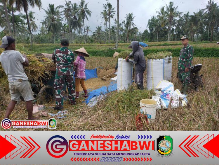 Babinsa Kalipuro Dampingi Petani Pasca-Panen, Dorong Ketahanan Pangan Banyuwangi Babinsa Kalipuro Dampingi Petani Pasca-Panen, Dorong Ketahanan Pangan Banyuwangi