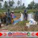 Babinsa Kalipuro Dampingi Petani Pasca-Panen, Dorong Ketahanan Pangan Banyuwangi