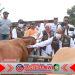 Jelang Idul Adha, Banyuwangi Surplus Hewan Kurban dan Suplai ke Berbagai Daerah