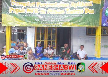 Babinsa Ringintelu Dampingi Demplot Percontohan Pupuk NPK Dukung Ketahanan Pangan