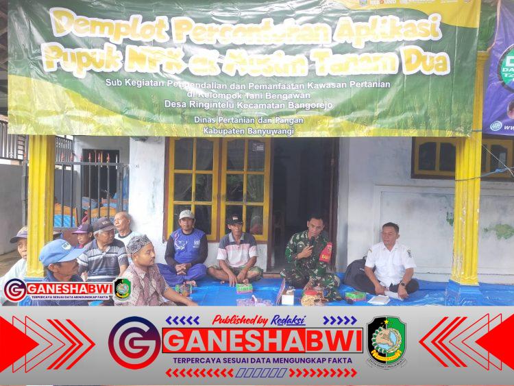 Babinsa Ringintelu Dampingi Demplot Percontohan Pupuk NPK Dukung Ketahanan Pangan Babinsa Ringintelu Dampingi Demplot Percontohan Pupuk NPK Dukung Ketahanan Pangan