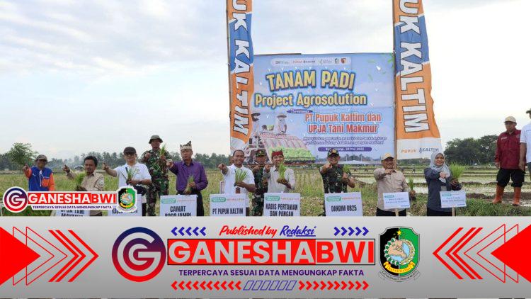 Sinergi Agrosolution Pupuk Kaltim, Dandim 0825 Banyuwangi Dorong Ketahanan Pangan Produktif Lewat Penanaman Padi Perdana