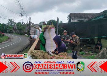 Babinsa Produktif Koramil Songgon Kawal Sergab 4 Ton Gabah, Wujudkan Bhirawaanoraga di Sektor Panganq