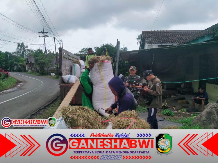 Babinsa Produktif Koramil Songgon Kawal Sergab 4 Ton Gabah, Wujudkan Bhirawaanoraga di Sektor Panganq Babinsa Produktif Koramil Songgon Kawal Sergab 4 Ton Gabah, Wujudkan Bhirawaanoraga di Sektor Panganq