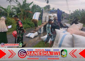 Tiga Babinsa Koramil Songgon Kawal Sergab Bulog, Amankan Panen 6.772 Kg Gabah Petani