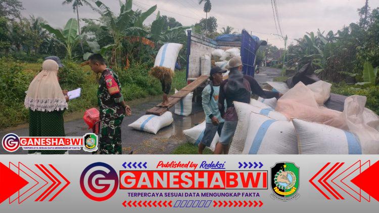 Tiga Babinsa Koramil Songgon Kawal Sergab Bulog, Amankan Panen 6.772 Kg Gabah Petani