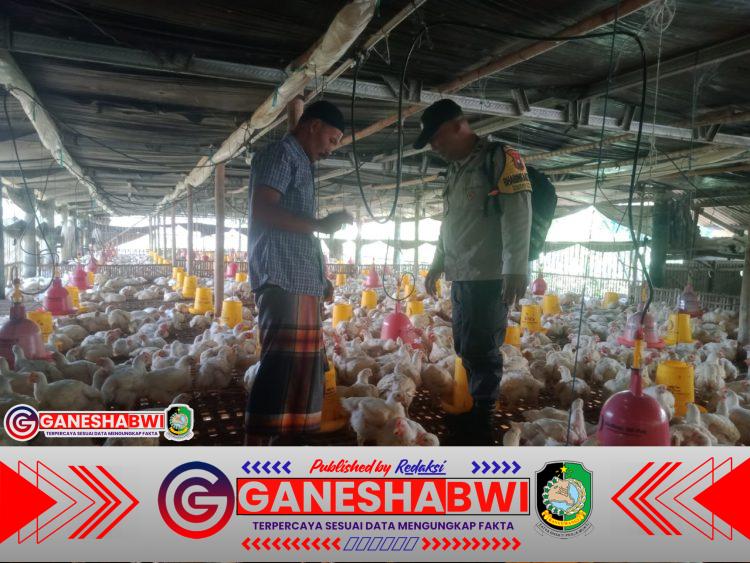 Bhabinkamtibmas Sempu Dampingi Warga Manfaatkan Pekarangan untuk Budidaya Ayam Bhabinkamtibmas Sempu Dampingi Warga Manfaatkan Pekarangan untuk Budidaya Ayam