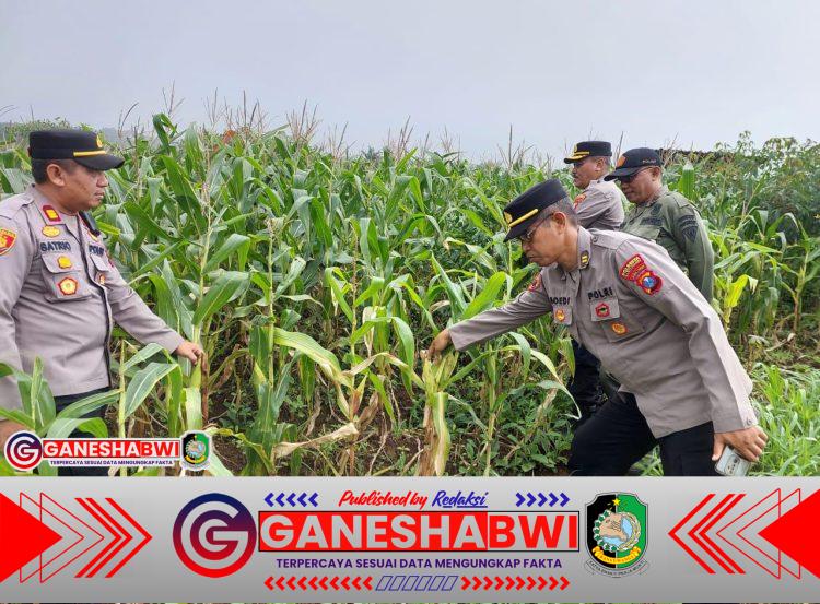 Jelang Panen, Polresta Banyuwangi Tinjau Lahan Jagung Perkuat Ketahanan Pangan Jelang Panen, Polresta Banyuwangi Tinjau Lahan Jagung Perkuat Ketahanan Pangan