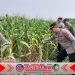 Jelang Panen, Polresta Banyuwangi Tinjau Lahan Jagung Perkuat Ketahanan Pangan Jelang Panen, Polresta Banyuwangi Tinjau Lahan Jagung Perkuat Ketahanan Pangan