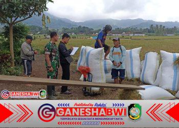 Babinsa Kawal Ketat Serapan Gabah Petani di Kalibaru: Ibu Gina Panen 4,3 Ton