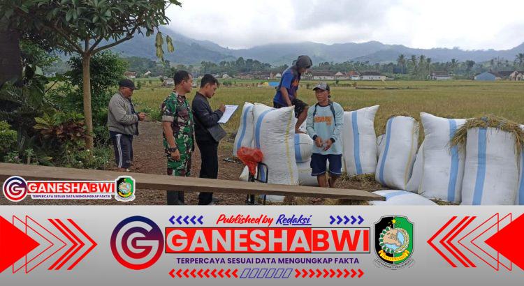 Babinsa Kawal Ketat Serapan Gabah Petani di Kalibaru: Ibu Gina Panen 4,3 Ton