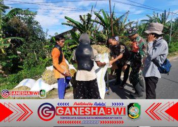 Babinsa Desa Dasri Dampingi Serapan Gabah Bulog untuk Petani