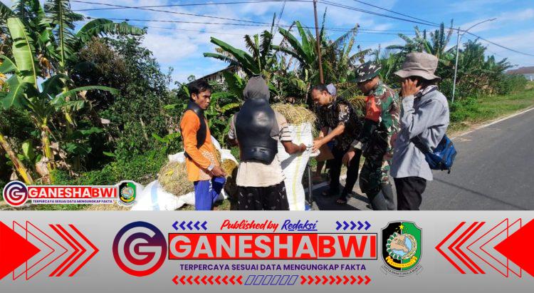 Babinsa Desa Dasri Dampingi Serapan Gabah Bulog untuk Petani Babinsa Desa Dasri Dampingi Serapan Gabah Bulog untuk Petani