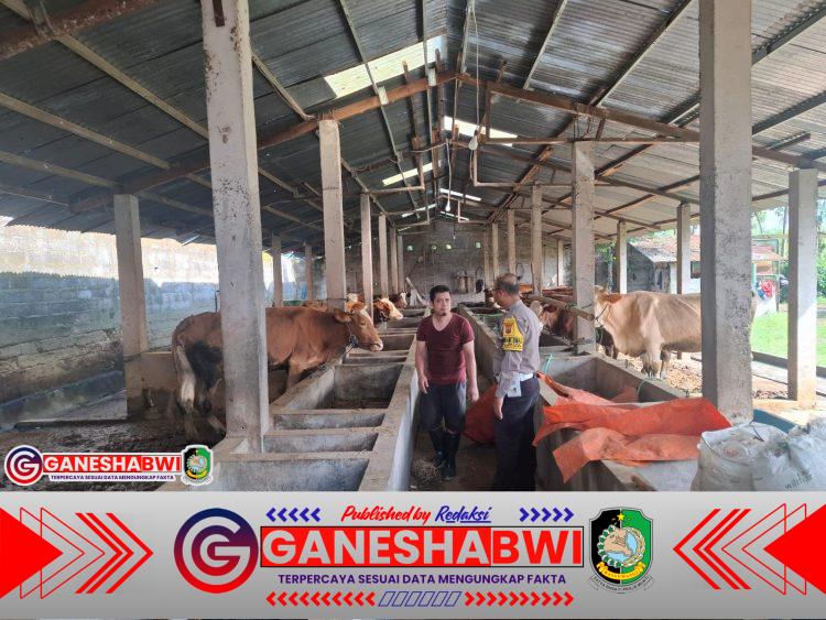 Polsek Genteng Kawal Program Pekarangan Bergizi, Bhabinkamtibmas Desa Setail Dorong Pemanfaatan Peternakan Sapi Polsek Genteng Kawal Program Pekarangan Bergizi, Bhabinkamtibmas Desa Setail Dorong Pemanfaatan Peternakan Sapi