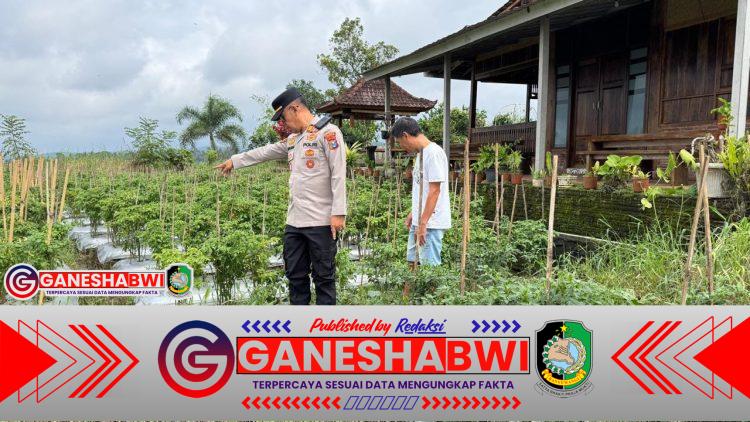 Dukung Ketahanan Pangan, Kapolsek Licin Tinjau Budidaya Cabai di Desa Segobang