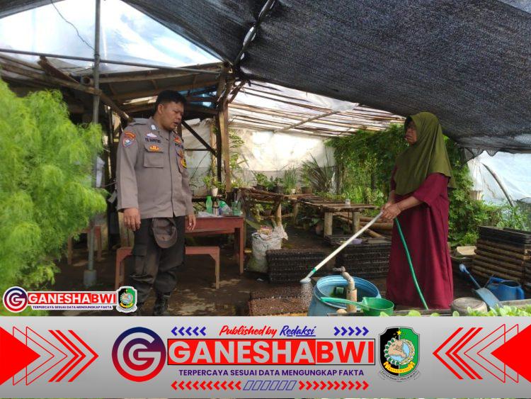 Bhabinkamtibmas Kalibaru Kawal Program Pekarangan Bergizi, Warga Tanam Terong di Rumah Bhabinkamtibmas Kalibaru Kawal Program Pekarangan Bergizi, Warga Tanam Terong di Rumah