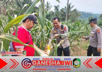 Polresta Banyuwangi Tinjau Lahan Jagung Siap Panen, Dukung Ketahanan Pangan di Glenmore