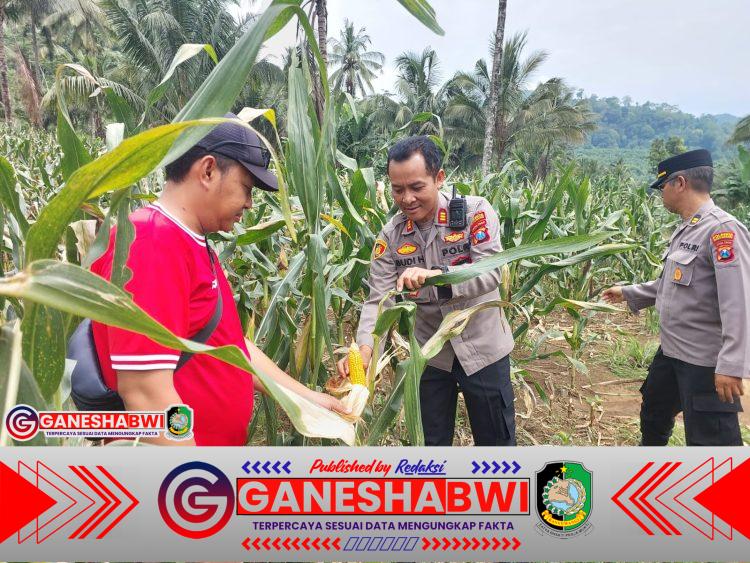 Polresta Banyuwangi Tinjau Lahan Jagung Siap Panen, Dukung Ketahanan Pangan di Glenmore Polresta Banyuwangi Tinjau Lahan Jagung Siap Panen, Dukung Ketahanan Pangan di Glenmore