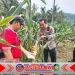 Polresta Banyuwangi Tinjau Lahan Jagung Siap Panen, Dukung Ketahanan Pangan di Glenmore