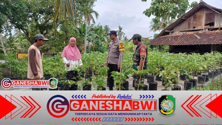Bhabinkamtibmas Kedungasri Polsek Tegaldlimo Dukung Ketahanan Pangan Lewat Monitoring Tanaman Cabai dan Terong