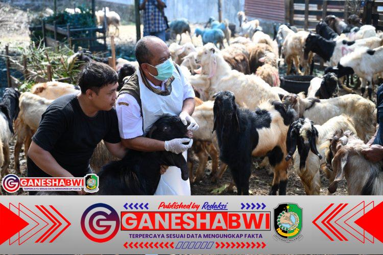 Jelang Idul Adha, Dinas Pertanian Banyuwangi Periksa Kesehatan Hewan Kurban di Seluruh Kecamatan