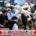 Jelang Idul Adha, Dinas Pertanian Banyuwangi Periksa Kesehatan Hewan Kurban di Seluruh Kecamatan Jelang Idul Adha, Dinas Pertanian Banyuwangi Periksa Kesehatan Hewan Kurban di Seluruh Kecamatan