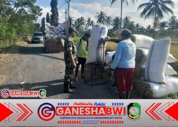 Babinsa Songgon Dampingi Sergab Bulog, Petani Nikmati Harga Pasti dan Panen Maksimal Babinsa Songgon Dampingi Sergab Bulog, Petani Nikmati Harga Pasti dan Panen Maksimal