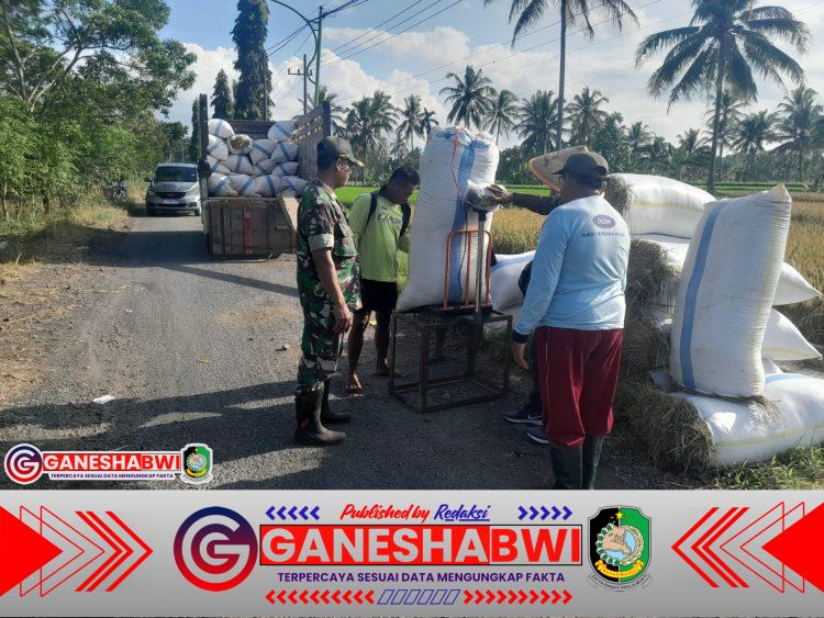 Babinsa Songgon Dampingi Sergab Bulog, Petani Nikmati Harga Pasti dan Panen Maksimal Babinsa Songgon Dampingi Sergab Bulog, Petani Nikmati Harga Pasti dan Panen Maksimal