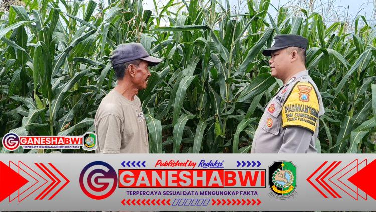 Dukung Ketahanan Pangan, Polresta Banyuwangi Dampingi Petani Jagung di Pesanggaran